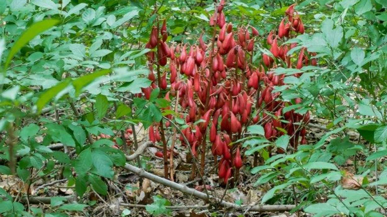 Longwood Gardens discovered a rare, non-native plant in a wooded area that's not open to the public, called Cyrtosia Septentrionalis, a native of Japan.
