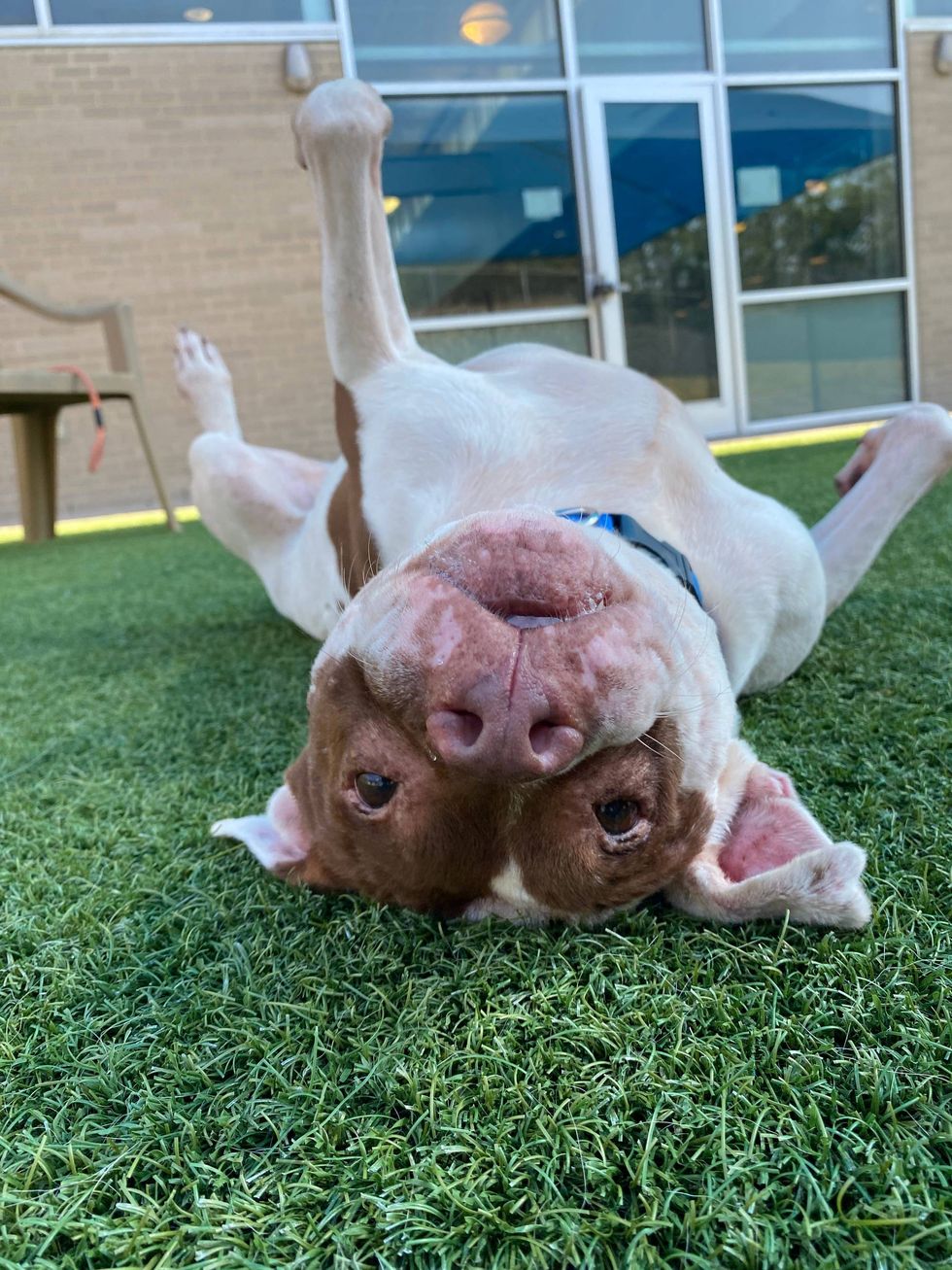 Look at this playful boy! (Dexter: #A0871054)
