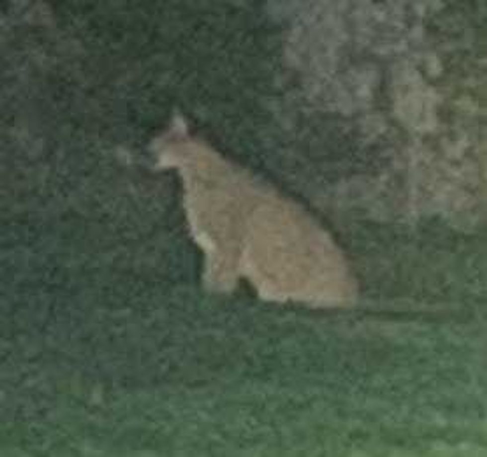 loose big cat in Royal Oak