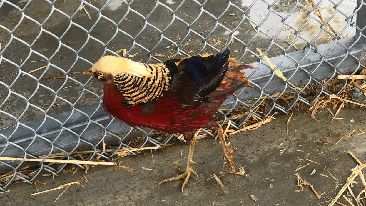 Lord Pheatherington pokes around his pen on Tuesday.