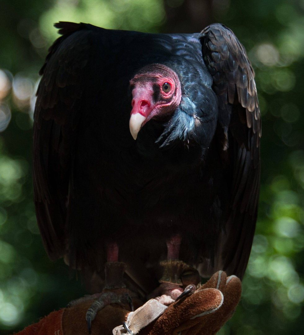 Lord Richard, pictured here, is believed to be one of the oldest turkey vultures in the country.