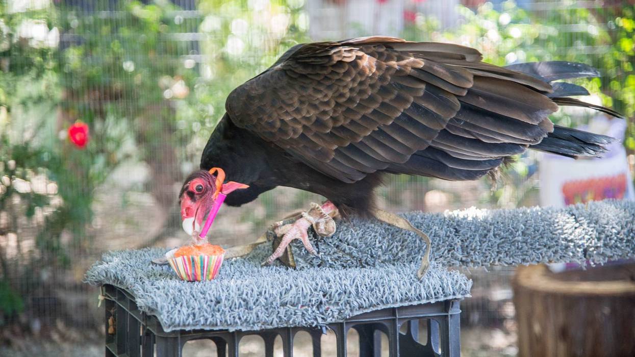 Lord Richard, pictured here, will be celebrating his 48th birthday on Saturday.