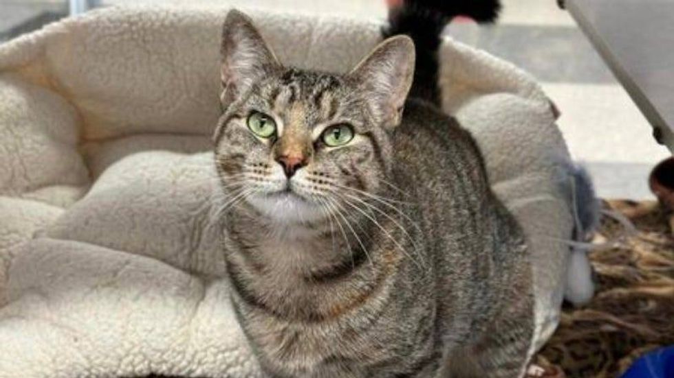 Loretta @ Austin Humane Society 10/31/24