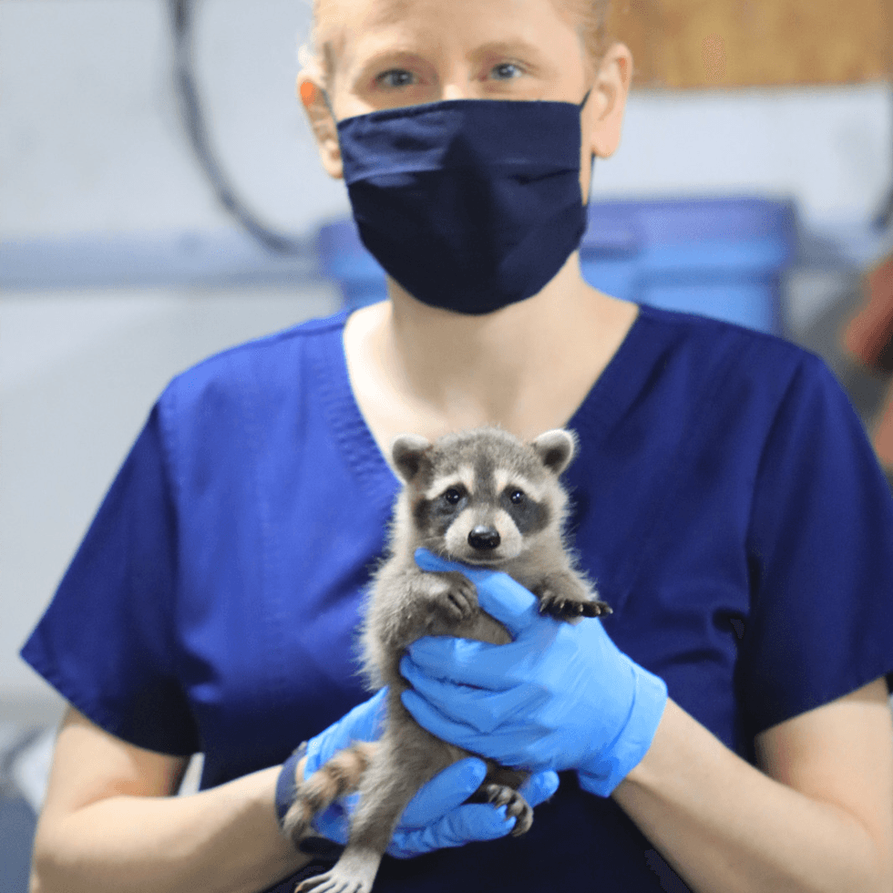 Lori Swanson, director of wildlife rehabilitation, holds a raccoon kit.