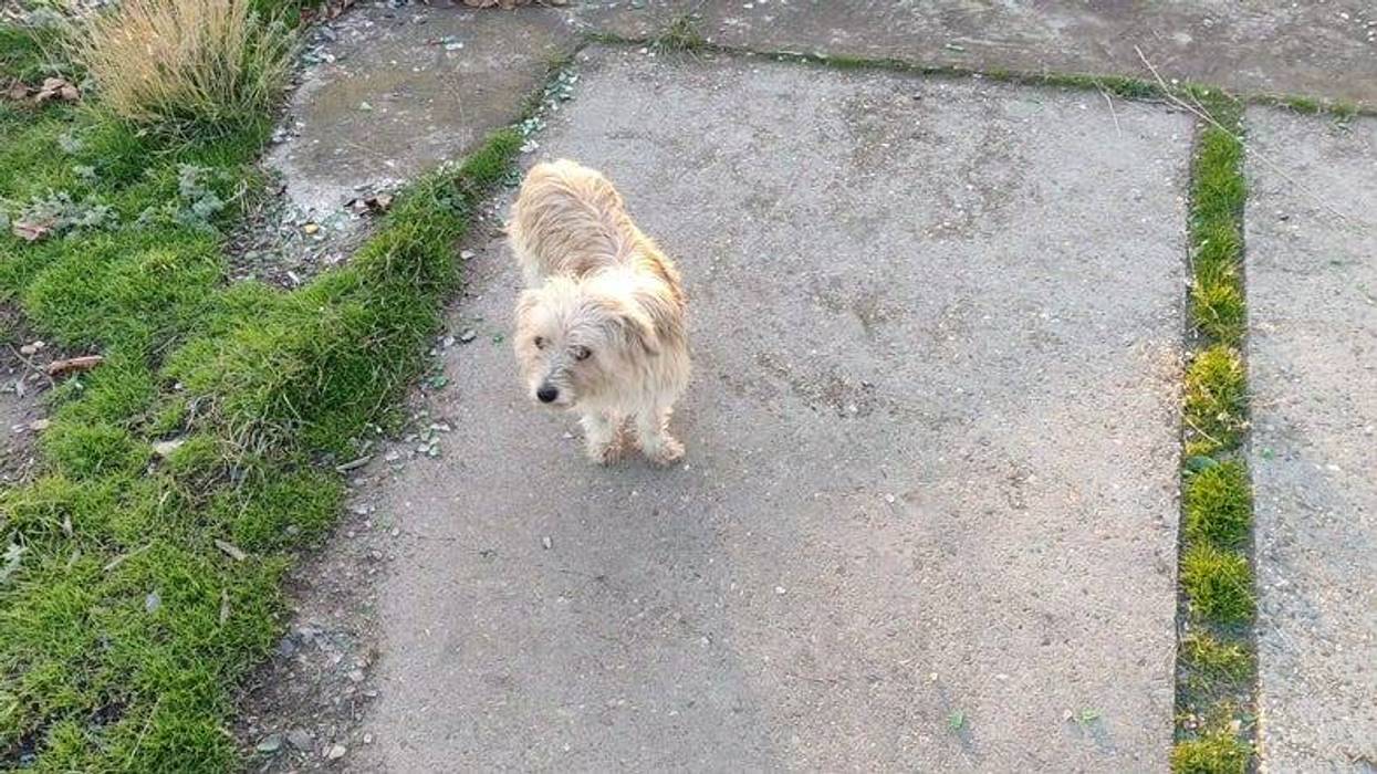 Lost dog