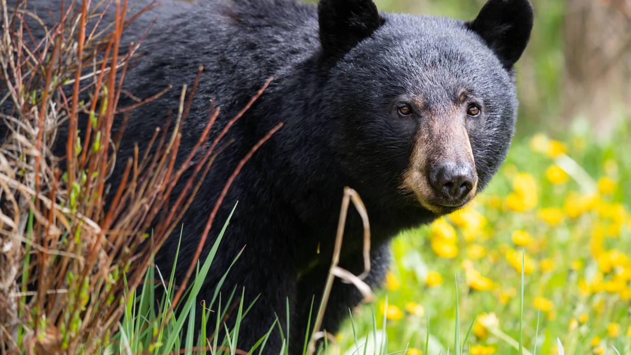 Louisiana black bear hunt lottery opens Thursday