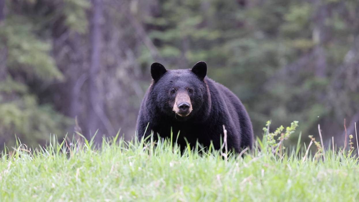 Louisiana wildlife agents seek person who killed black bear