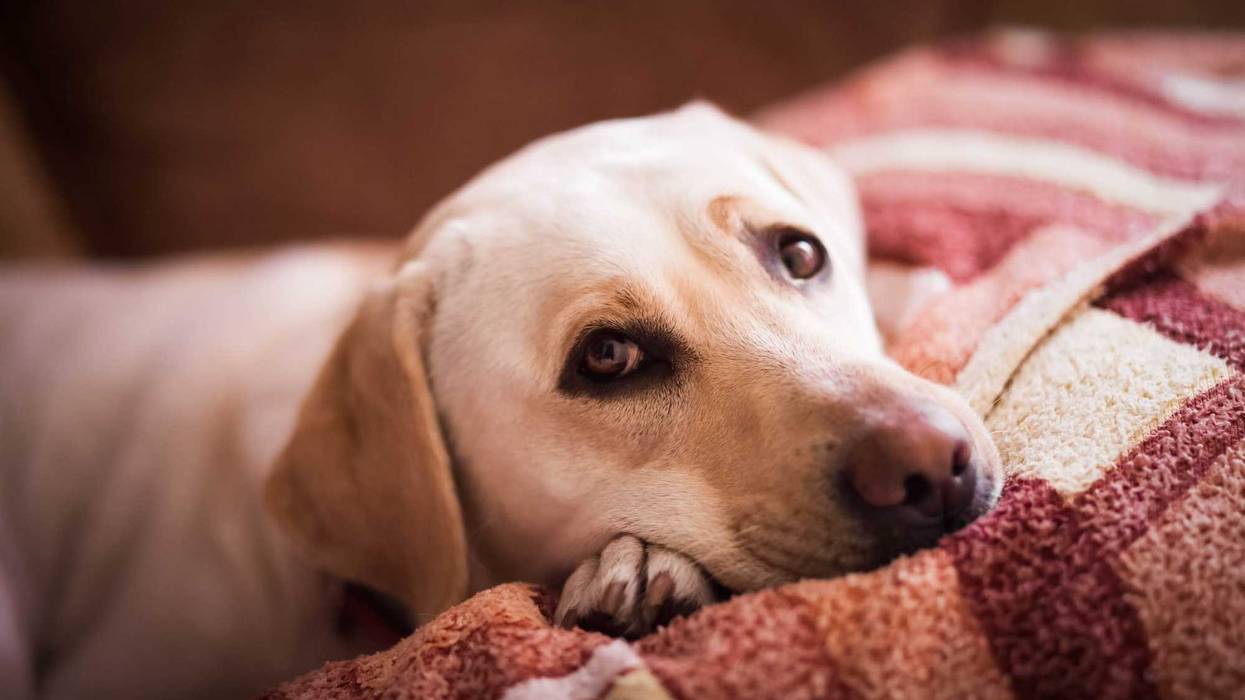 Lovely lablador lying on the bed. Cute kind dog resting on the...