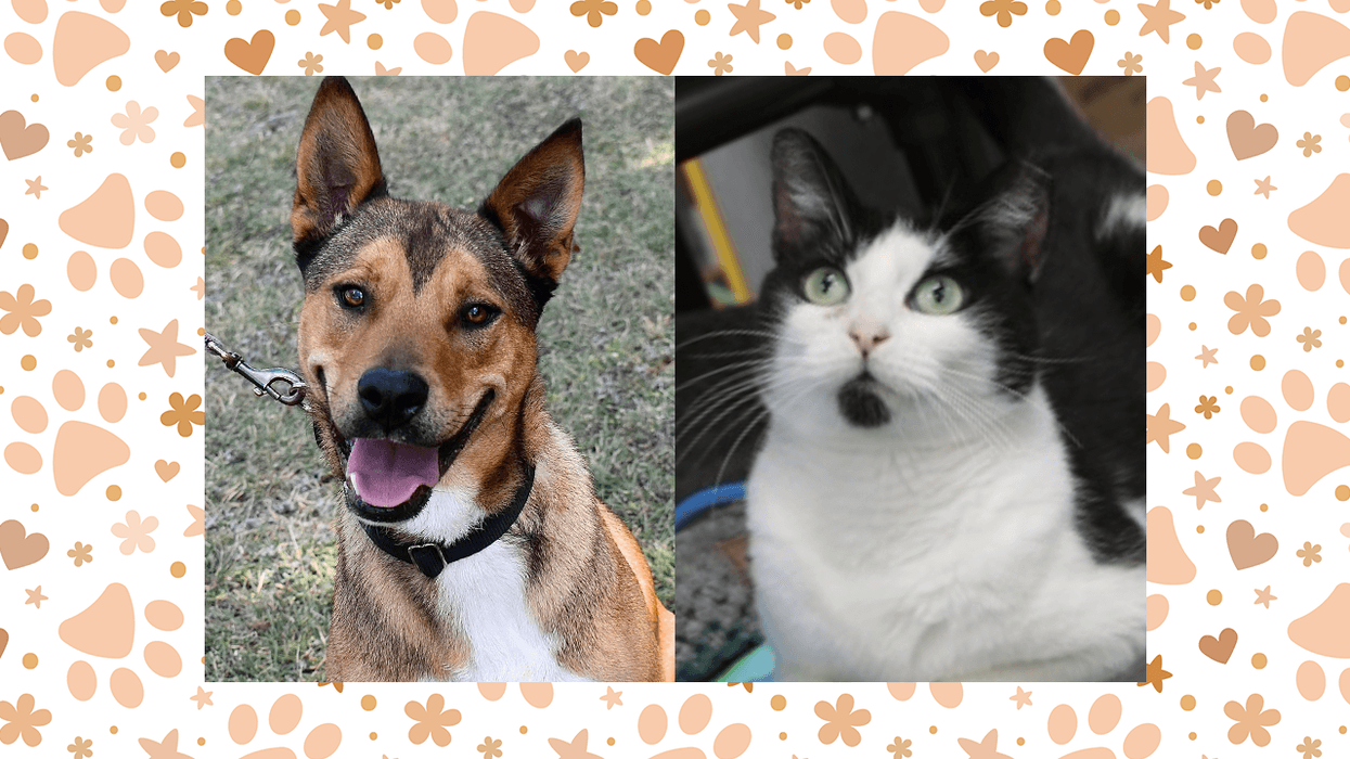 Wet Nose Wednesday: Lucas and Olive Oyl