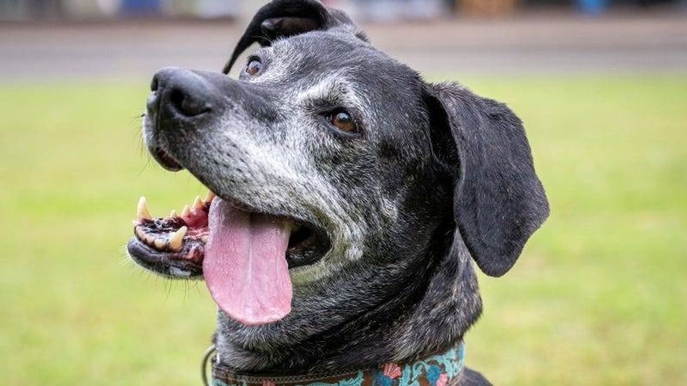 Lucy @ Austin Humane Society 6/7/23
