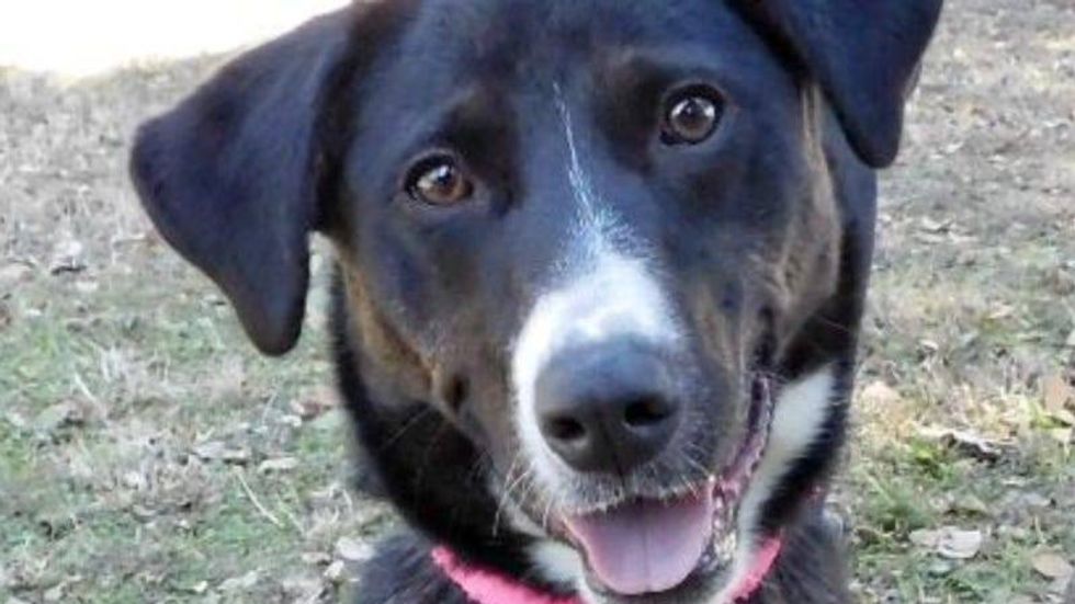 LuLu - Austin Humane Society 3/02/22