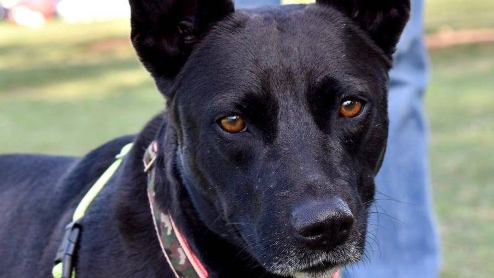 Lulu @ Austin Humane Society 3/22/23