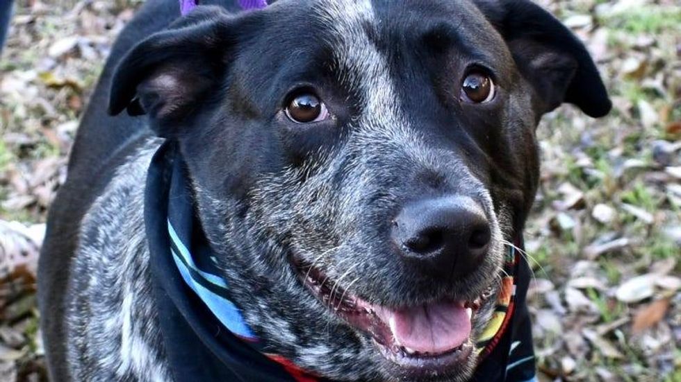 Luna @ Austin Humane Society 3/27/24