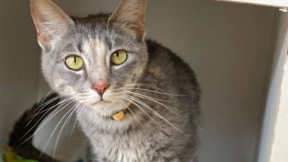 Luna Lovegood @ Austin Humane Society 6/21/23