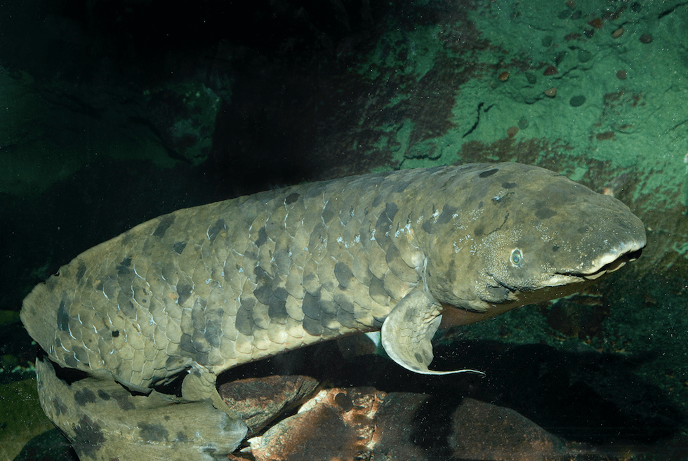 lungfish