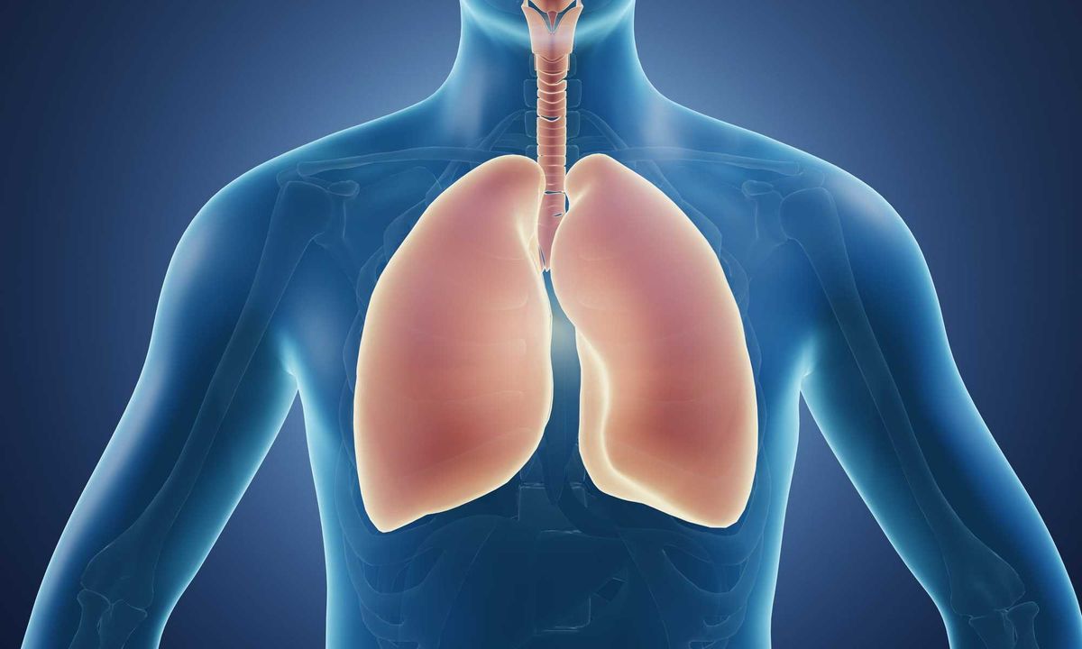 Lungs stock image.