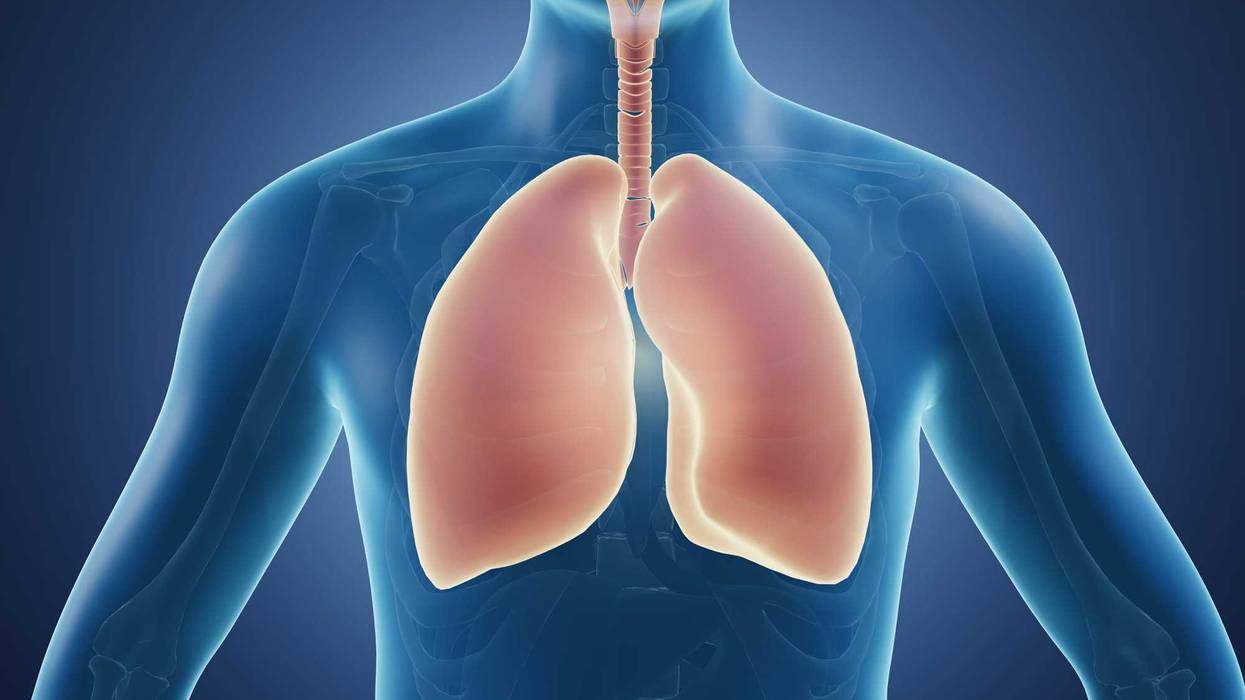 Lungs stock image.