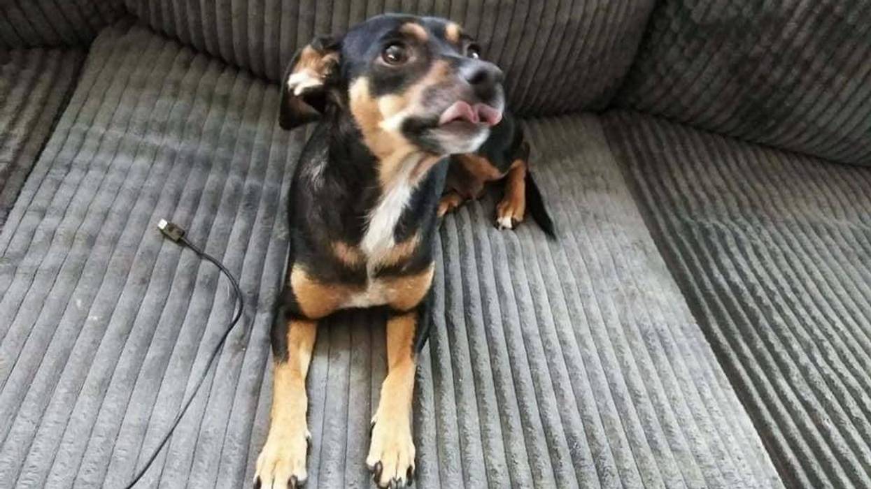 Lupe - ARE Animal Rescue