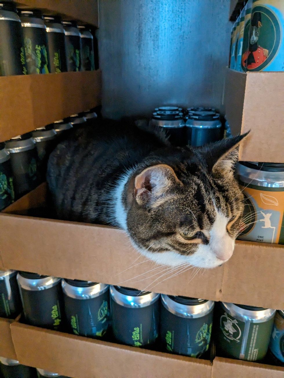 Luther the cat