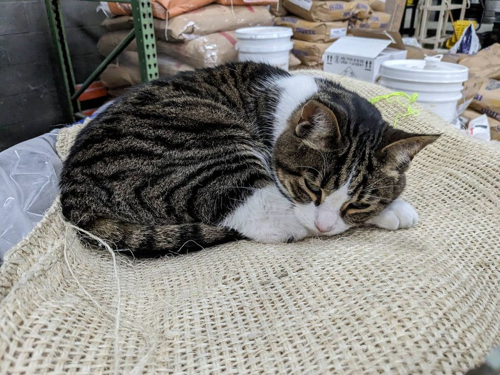 Luther the cat