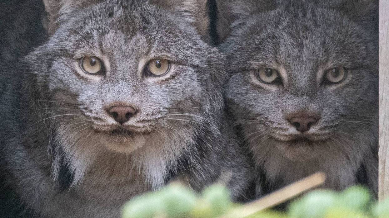 lynx brothers at the Potter Park Zoo in Lansing