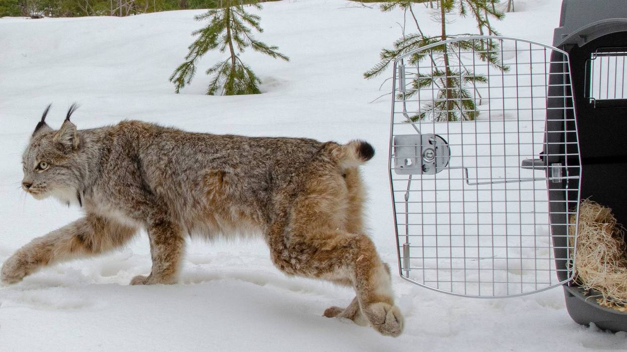 lynx in Michigan