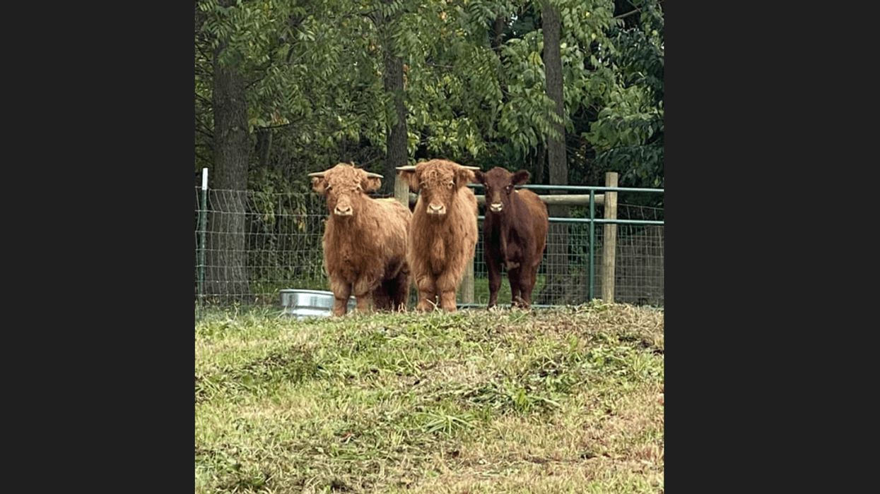 M&J Farms missing cows