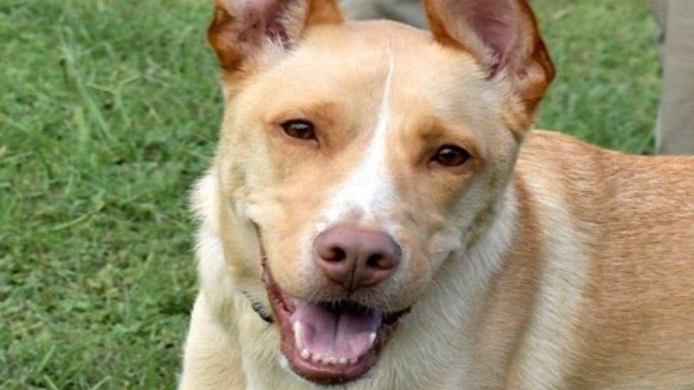 Mac @ Austin Humane Society 7/10/24