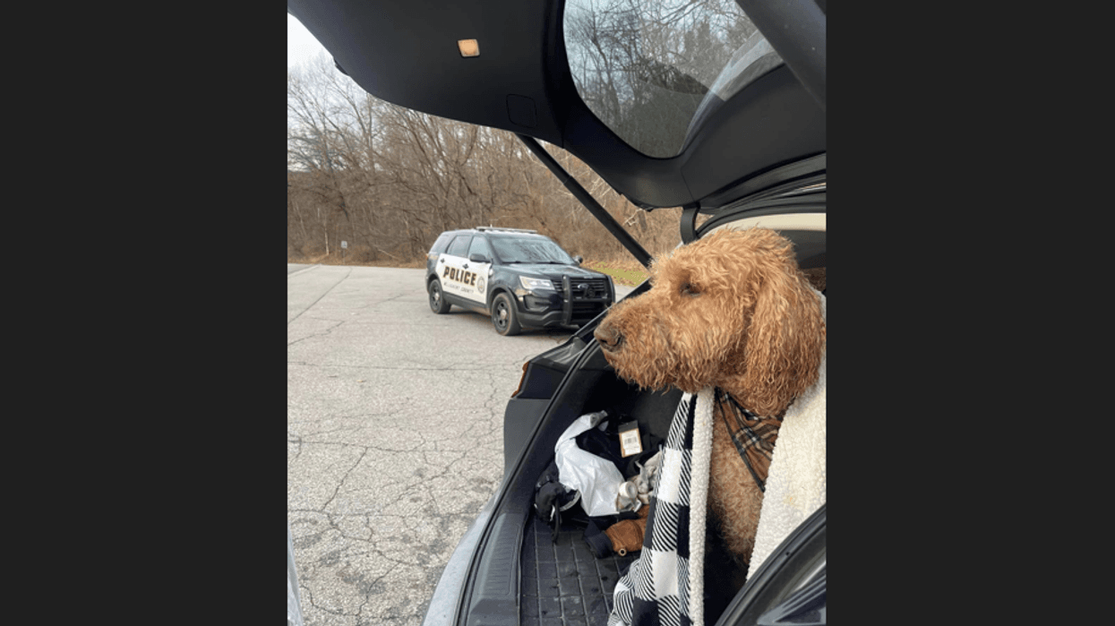 Mac the dog after getting out of the lake