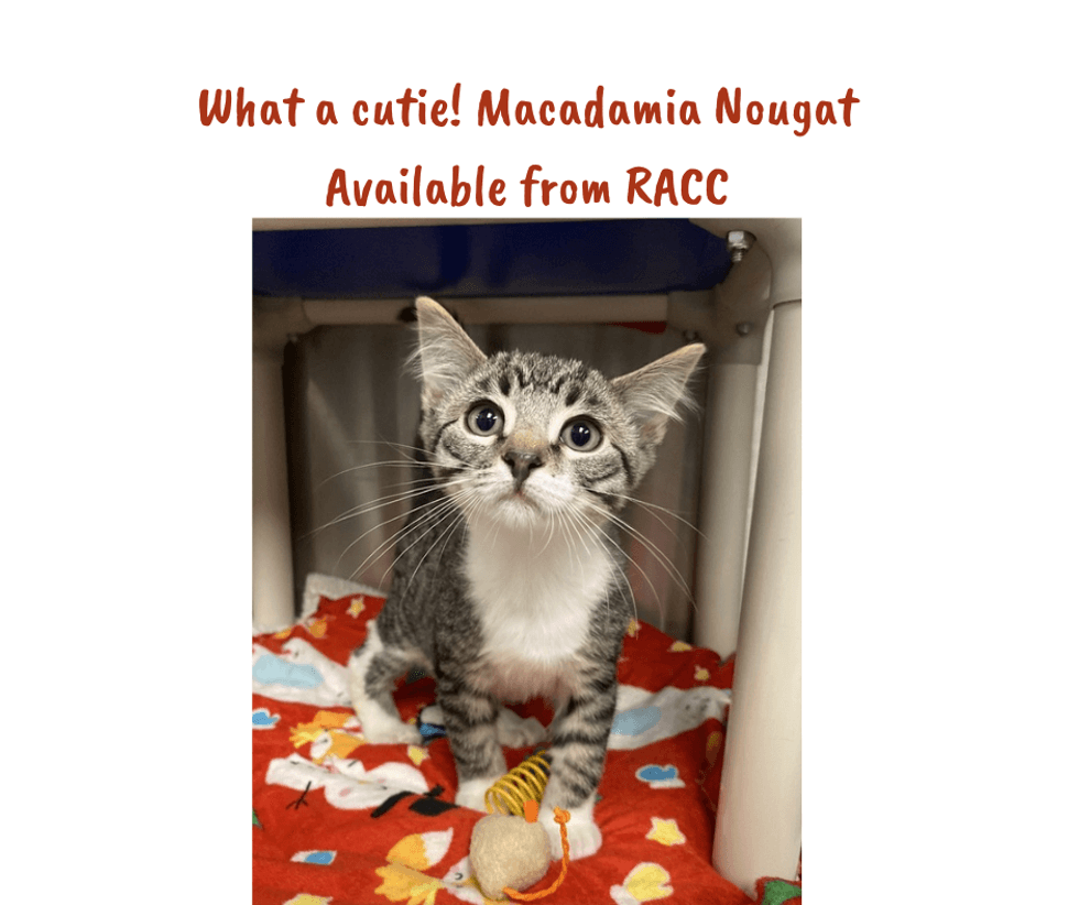 Macadamia Nougat