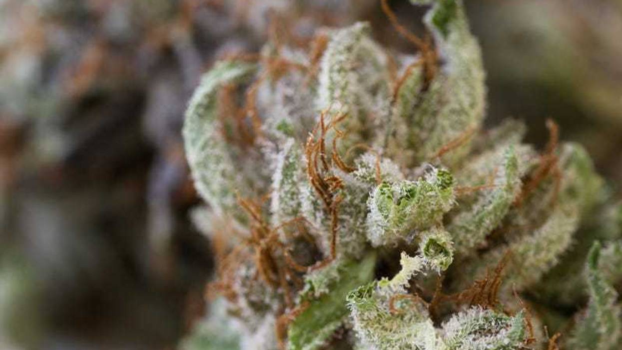 Macro shot of a dired marijuana bud with crystalline structures