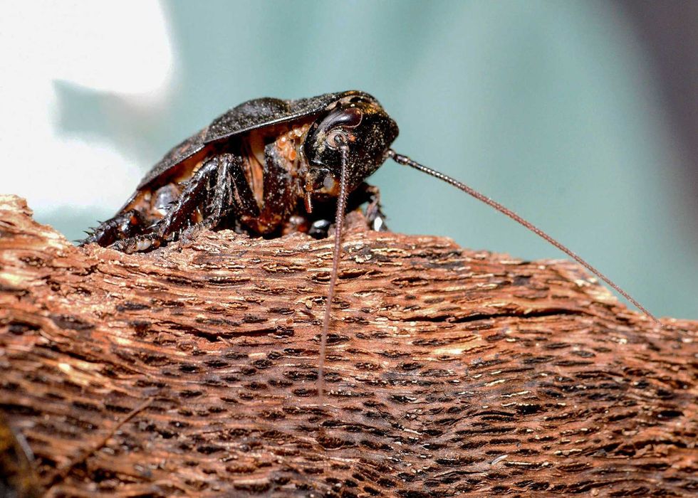 Madagascar hissing cockroach at Brookfield Zoo