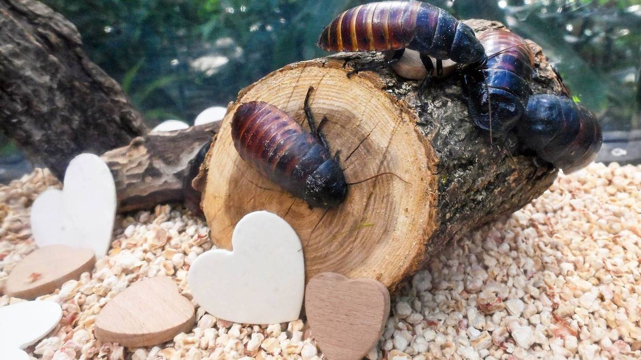 Madagascar Hissing Cockroach