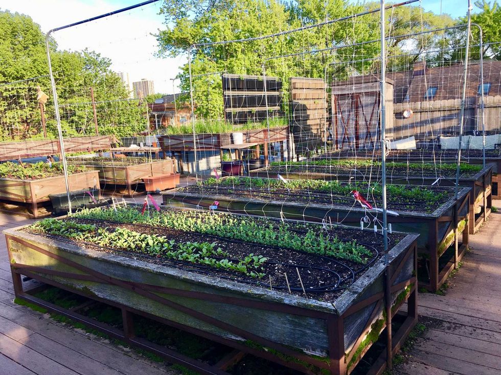 Made In Chicago: Uncommon Ground