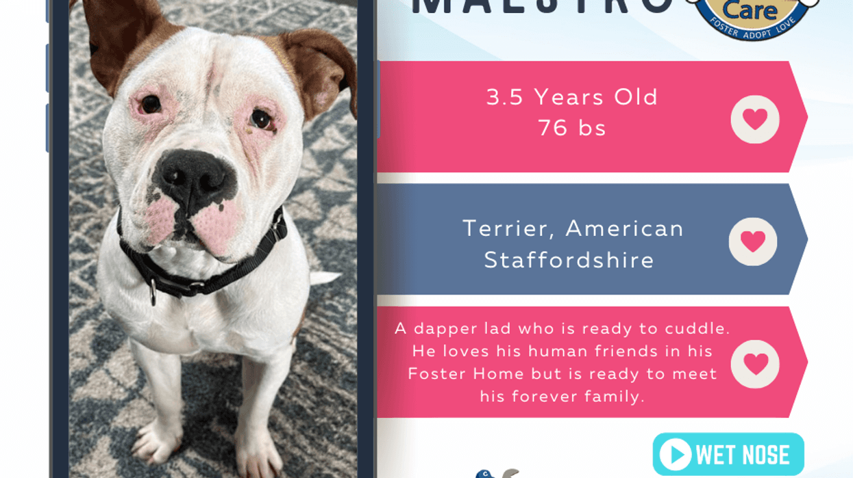 Maestro is Ready to Strike Up a Forever Friendship