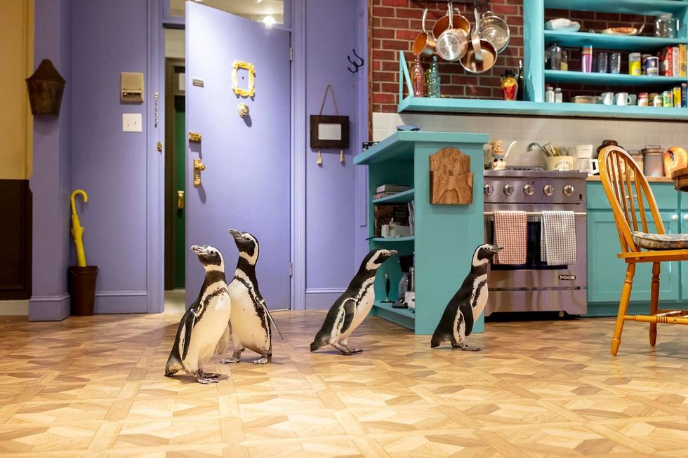 Magellanic penguins Howard, Georgia, Fitz and Mercedes from the Shedd Aquarium investigate and waddle through set replicas from the TV show "FRIENDS" at The FRIENDS Experience on Michigan Avenue