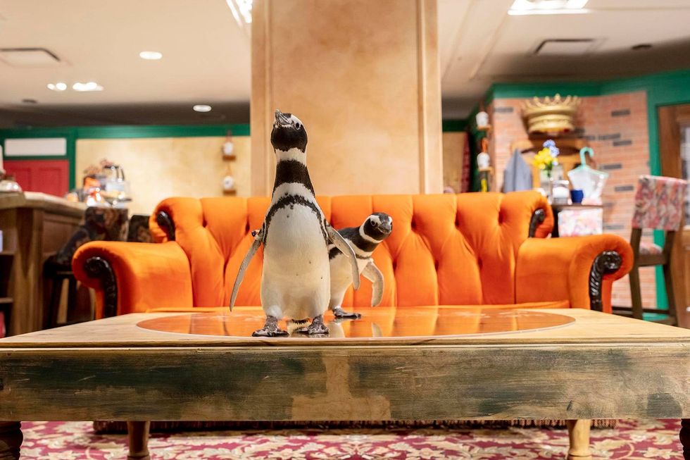 Magellanic penguins Howard, Georgia, Fitz and Mercedes from the Shedd Aquarium investigate and waddle through set replicas from the TV show "FRIENDS" at The FRIENDS Experience on Michigan Avenue.