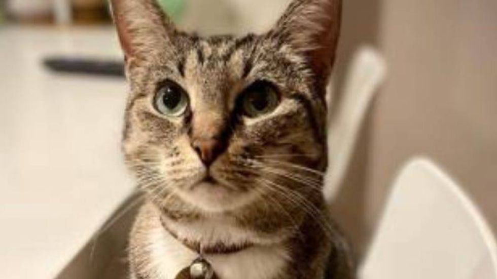 Maggie @ Austin Humane Society 8/31/22