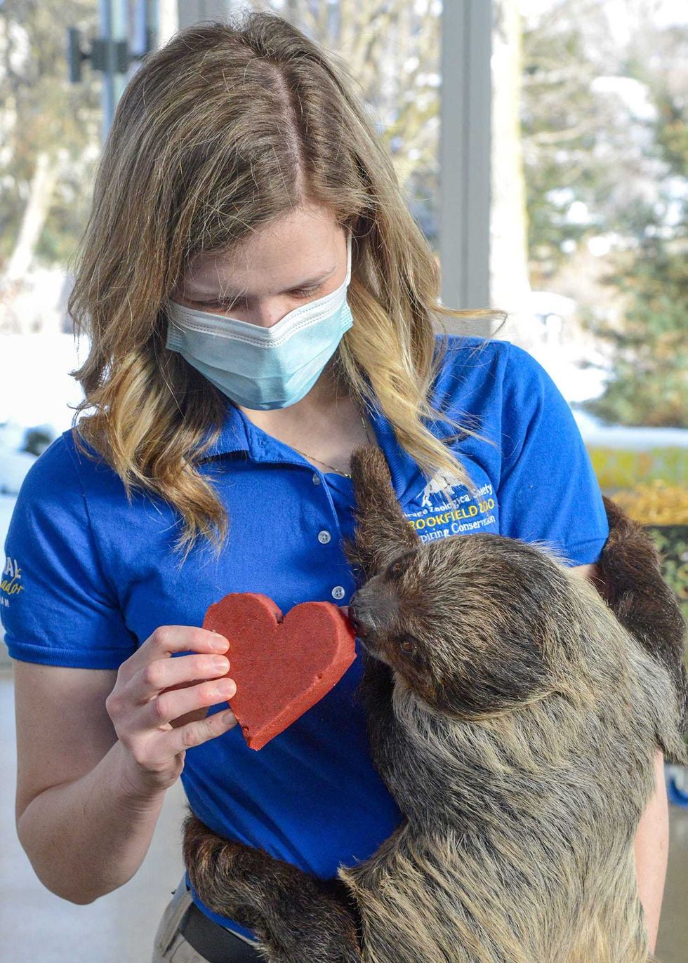 Maggie Chardell, an animal care specialist at Brookfield Zoo, gives T-Mo, a Linnaeus