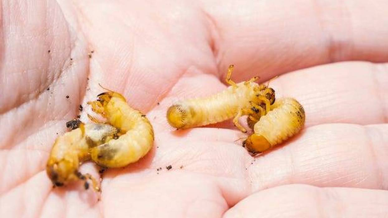 Maggots laying in a human hand