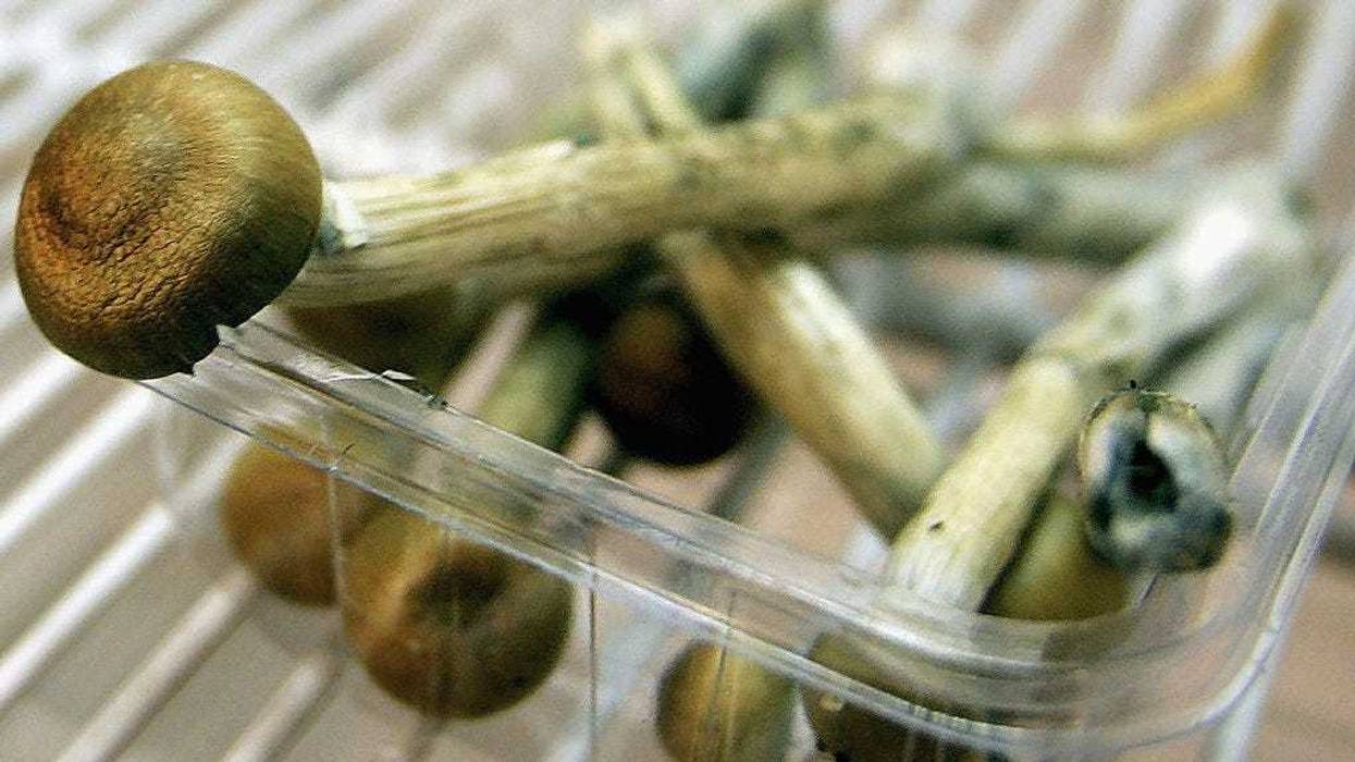 Magic Mushrooms sit in a fridge on July 18, 2005 in London, England.