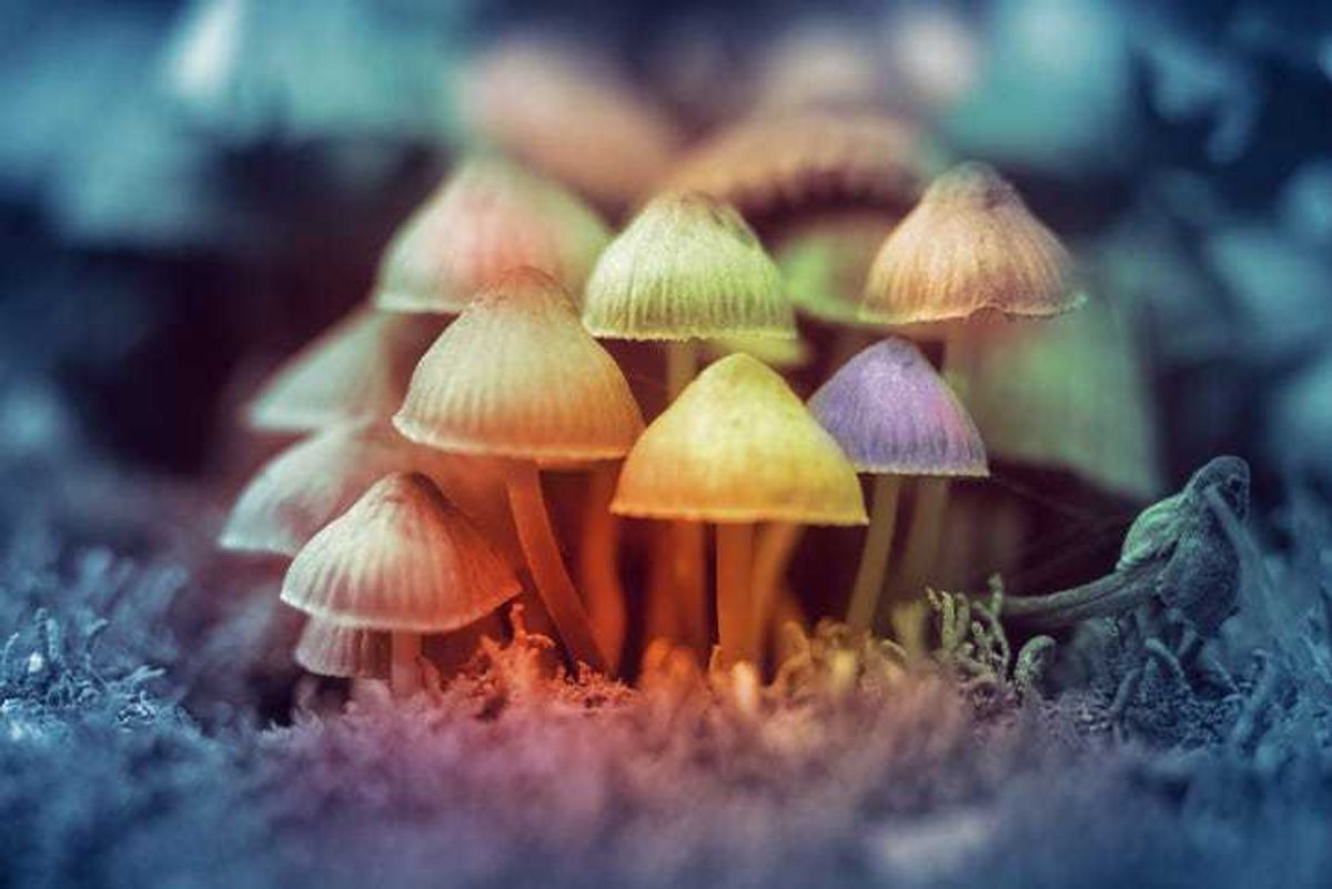 magic mushrooms
