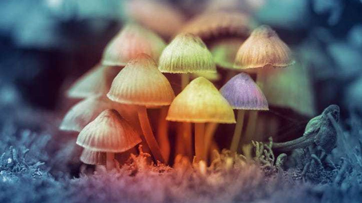 magic mushrooms