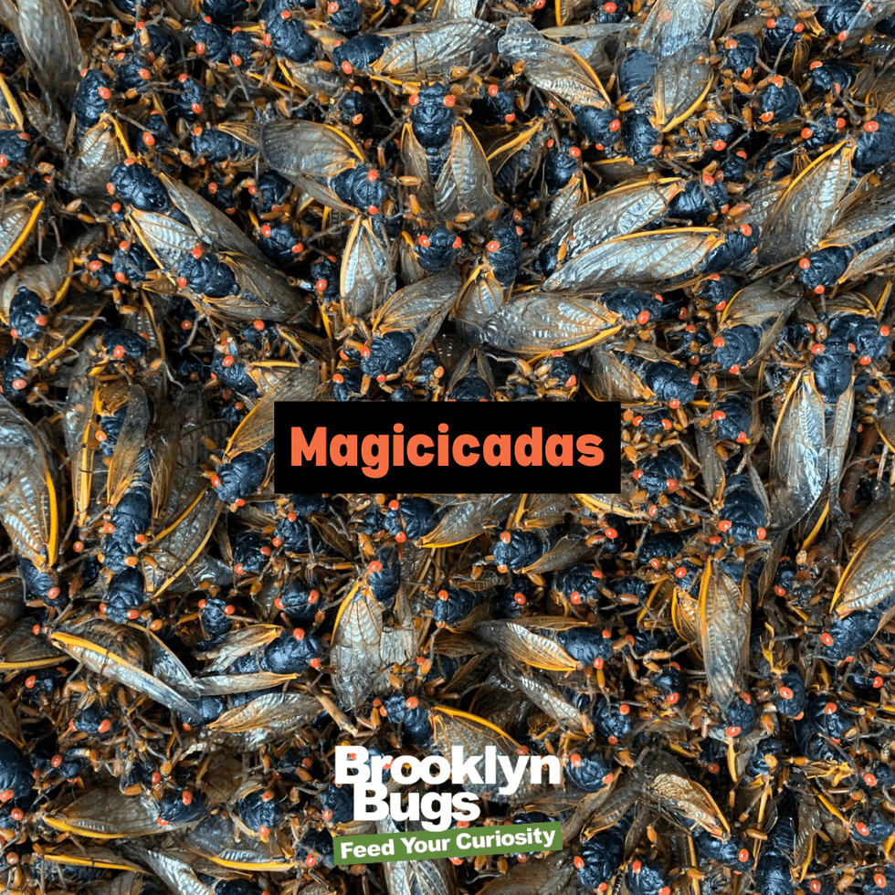 Magicicadas