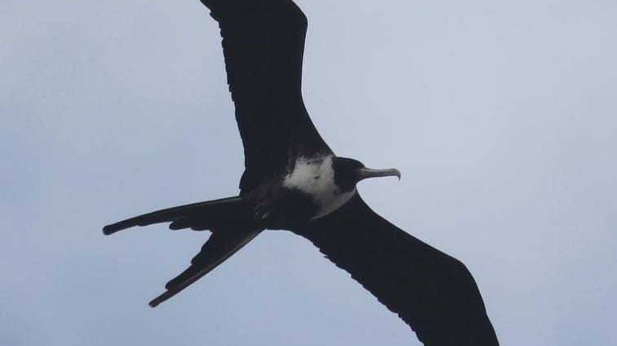 Magnificent Frigatebird