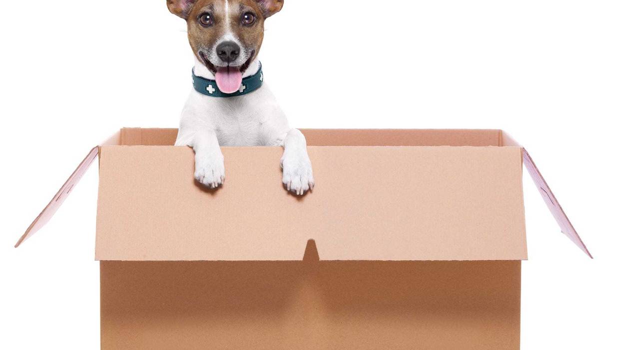 mail dog in a brown moving box