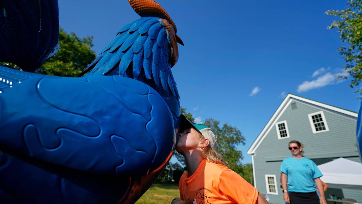 Maine Chicken Fight