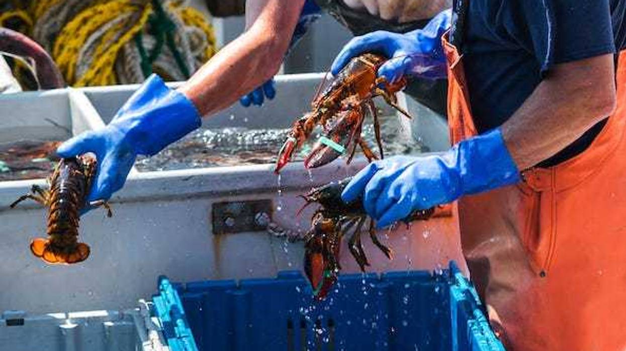 Maine Lobsters being sorted on a fishing boat