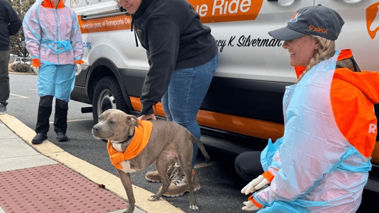 Maisie Belle arrives at the Brandywine Valley SPCA.