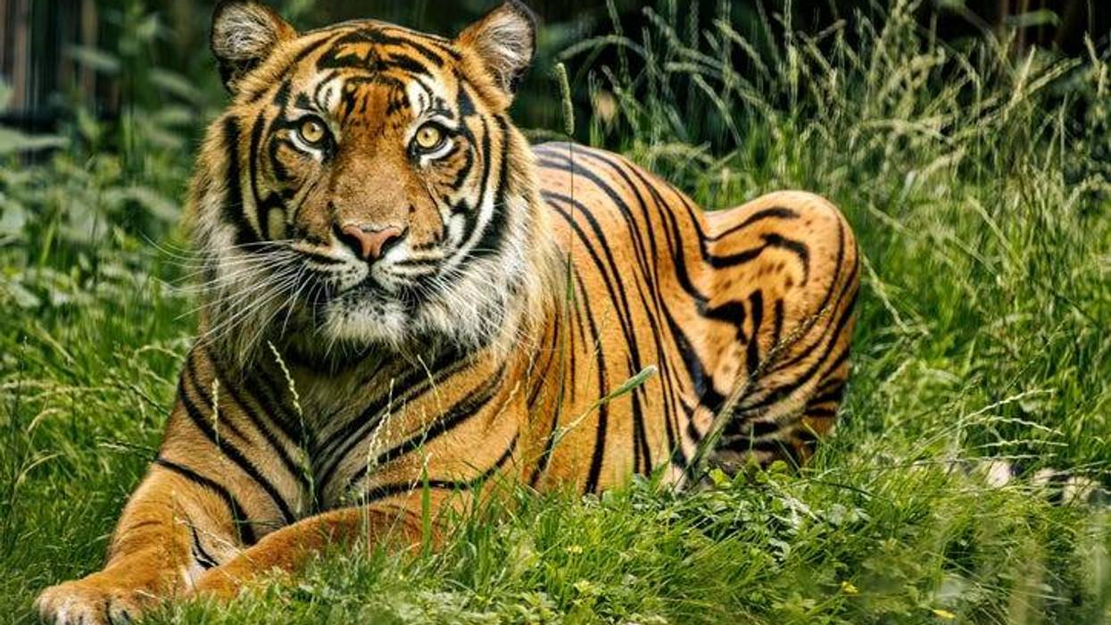 Majestic Bengal tiger lounges in lush green grass in its enclosure